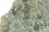 Fossil Brachiopod (Rafinesquina) and Bryozoan Plate - Indiana #285119-1